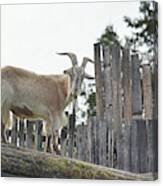 Goat On The Roof Canvas Print