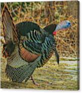 Gobbling In The Sunshine Canvas Print