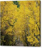 Golden Aspen Trail Canvas Print