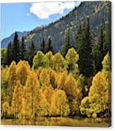 Golden Aspens On The Road To Marble Colorado Canvas Print