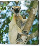Golden-crowned Sifaka Propithecus Canvas Print