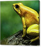 Golden Poison Frog Canvas Print