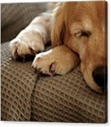 Golden Retriever Dog Sleeping On Sofa Canvas Print