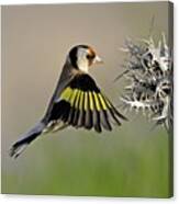 Goldfinch And Some Pins Canvas Print