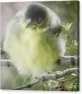 Goldfinch Fluffball 2 Canvas Print