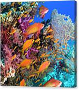 Goldies On Coral Reef Canvas Print