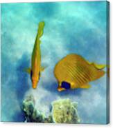 Gorgeous Red Sea Butterflyfish Colorfully Canvas Print