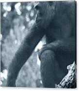 Gorilla 2 Canvas Print