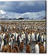 Thousands Of King Penguins On South Georgia Island Canvas Print