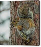 Gray Squirrel Profile Canvas Print