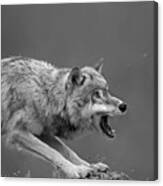 Gray Wolf Snarling Canvas Print