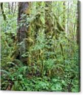Great Bear Rainforest Canvas Print