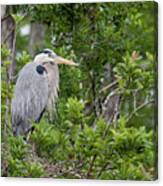 Great Blue Guarding The Nest Canvas Print