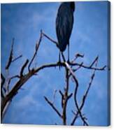 Great Blue Heron 3 Canvas Print