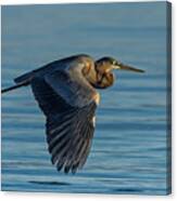 Great Blue Heron Flying Canvas Print