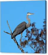 Great Blue Heron In A Tree Dmsb0210 Canvas Print