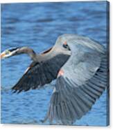 Great Blue Heron In Flight Dmsb0153 Canvas Print