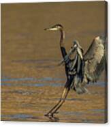 Great Blue Heron Landing Canvas Print