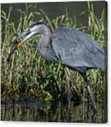 Great Blue Heron With Fish Canvas Print