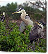 Great Blue Herons Mother And Baby Canvas Print