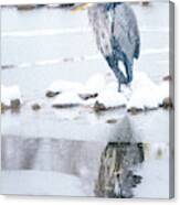 Great Blue Heron In Snow With Reflection Canvas Print