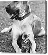 Great Dane And Kitten Canvas Print