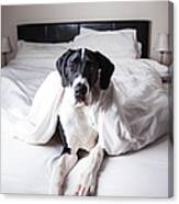 Great Dane On A Bed Canvas Print