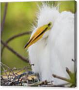 Great Egret Chick Canvas Print