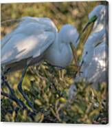 Great Egrets Precious Moment Canvas Print