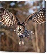 Great Gray Owl Swoops Down Canvas Print