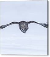 Great Grey Owl In Flight Canvas Print