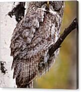 Great Grey Owl Strix Nebulosa, Perching Canvas Print