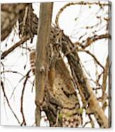Great Horned Owl Stretches Out Canvas Print