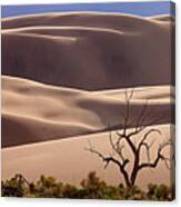 Great Sand Dunes Np Tree 6-14 1219 Canvas Print