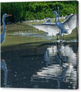 Great White Egret 8 Canvas Print