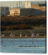 Greater Flamingo At Arillo River Canvas Print
