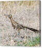 Greater Roadrunner with Lizard Canvas Print