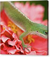 Green And Pink In Garden Canvas Print