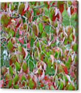 Green And Red Leaves Canvas Print