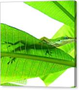 Green Anole On Leaf With Silhouette Canvas Print