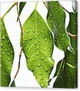 Green Fig Leaf Canvas Print