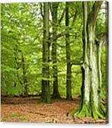 Green Forest Of Old Beech Trees Canvas Print