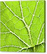 Green Leaf And Veins Canvas Print