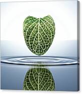 Green Leaf In A Water Pool Canvas Print