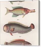 Green Parrotfish. Indian Longmouth Canvas Print