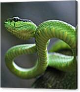Green Pit Viper Canvas Print