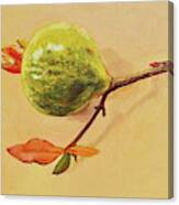 Green Pomegranate Canvas Print
