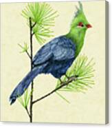 Green Turaco I Canvas Print