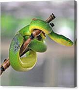 Green White-lipped Pit Viper Snake On Canvas Print