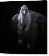 Griffon Vulture Canvas Print